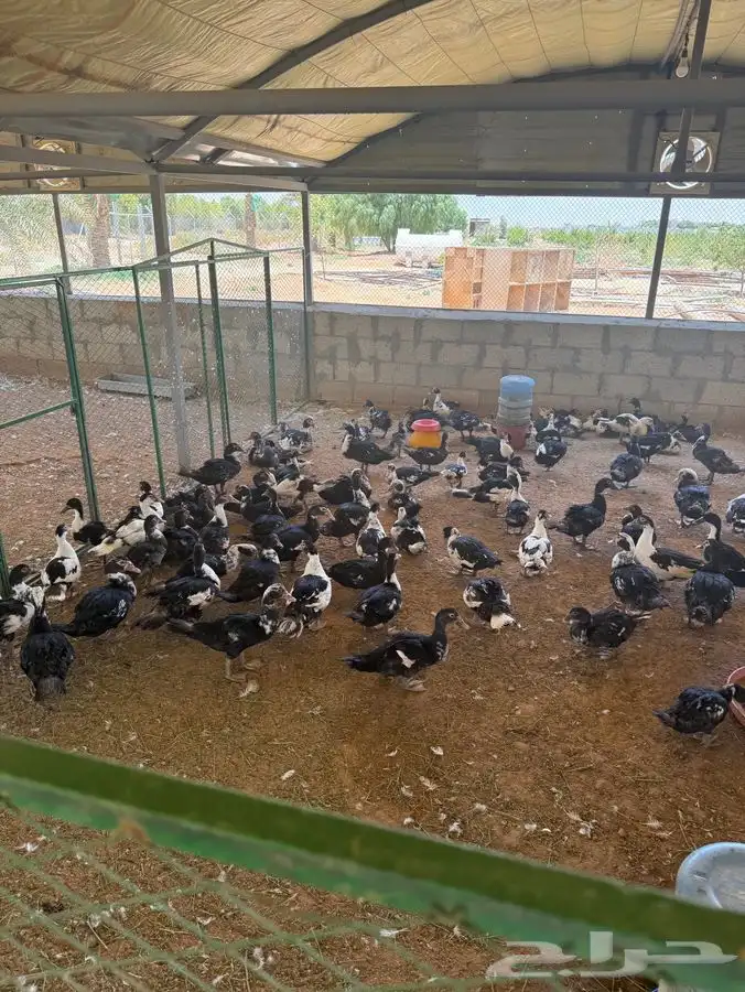 للبيع بط مسكوف شرشيري بط بكيني 4