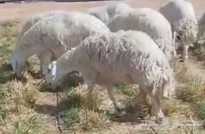 شياة حري حيل سمان وجبرات ل المناسبات والزواجات 0