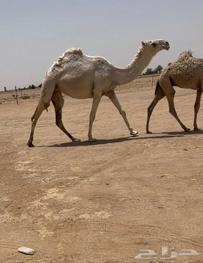 للبيع البكره 0