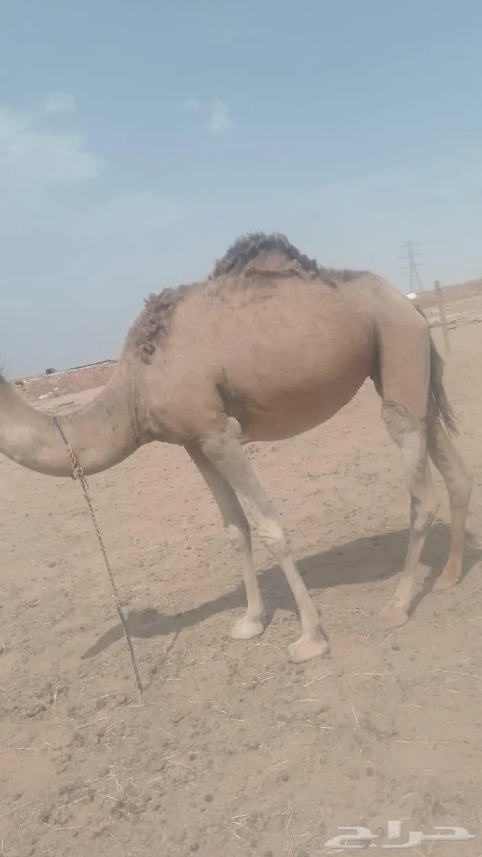 رحول لقحه هديه تقاد بالحبل وتتنوخ شرط 1