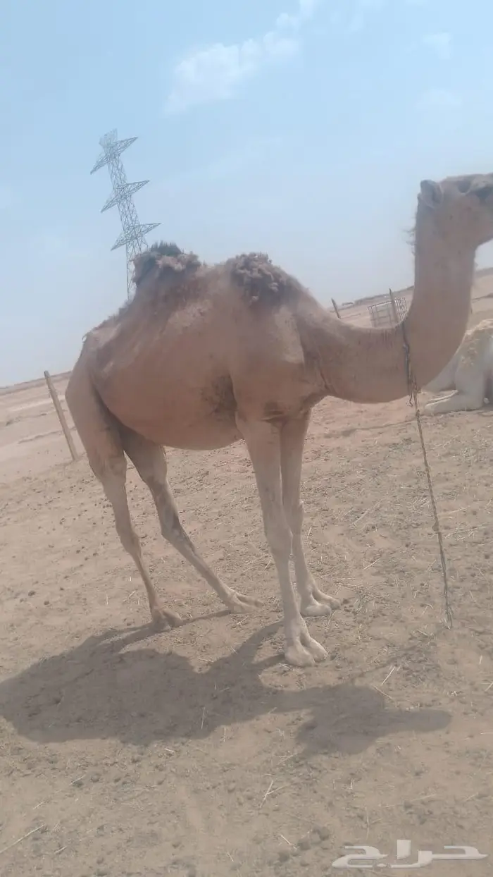 رحول لقحه هديه تقاد بالحبل وتتنوخ شرط 0