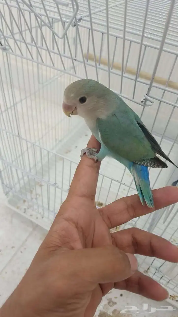 صوره قديمه طير روز عمره سنه ونص هدد مزاجي 1
