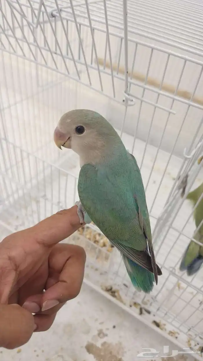 صوره قديمه طير روز عمره سنه ونص هدد مزاجي 0