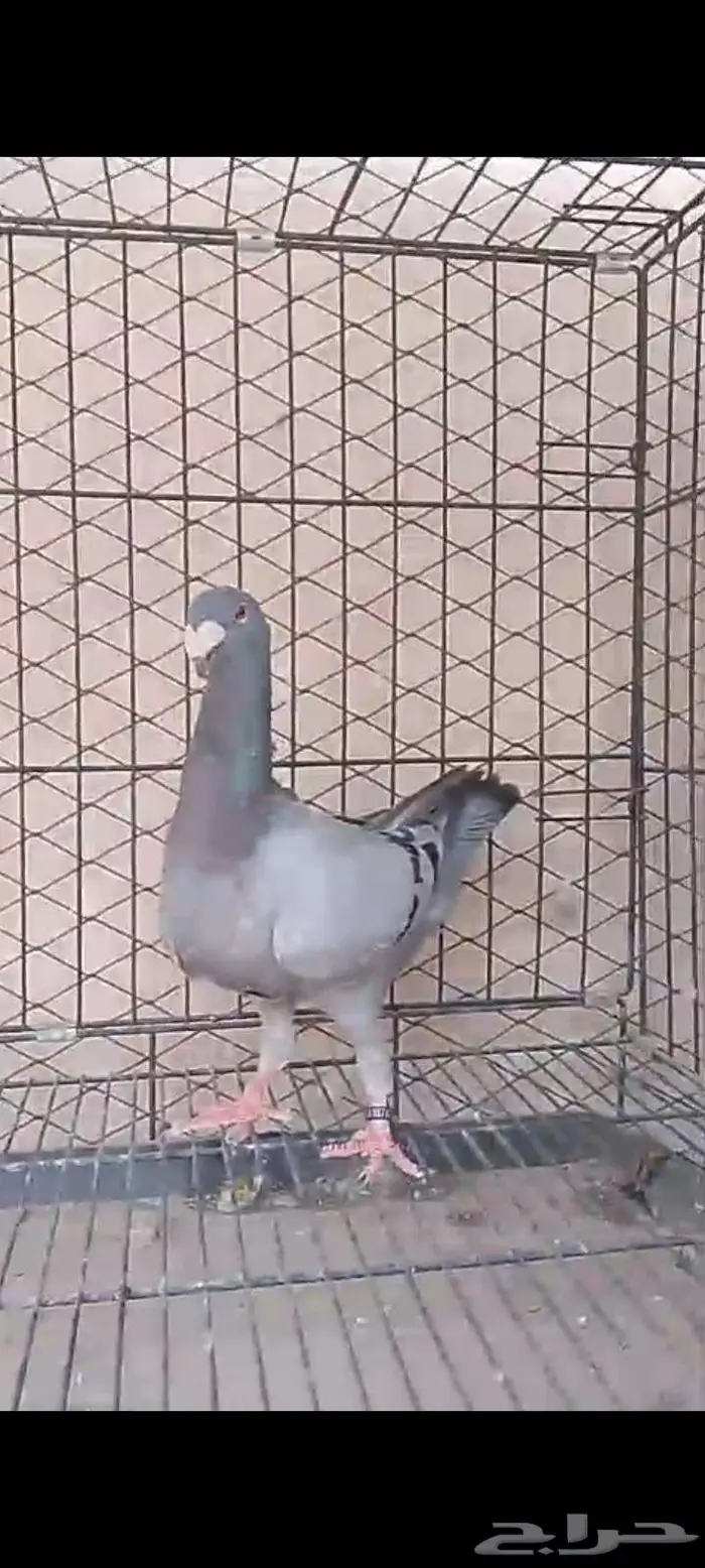 هومر للبيع 4