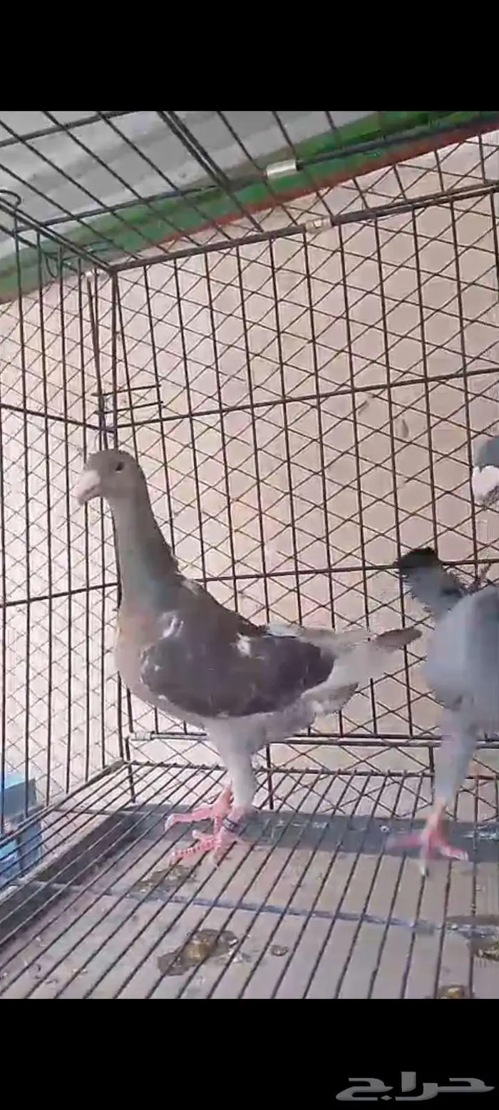 هومر للبيع 5