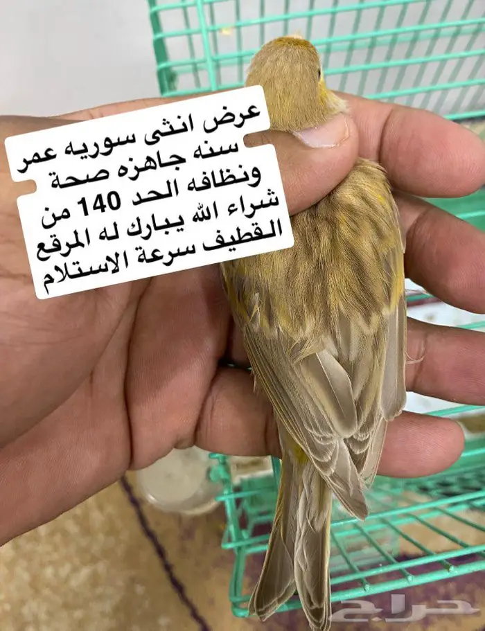 طيور 0