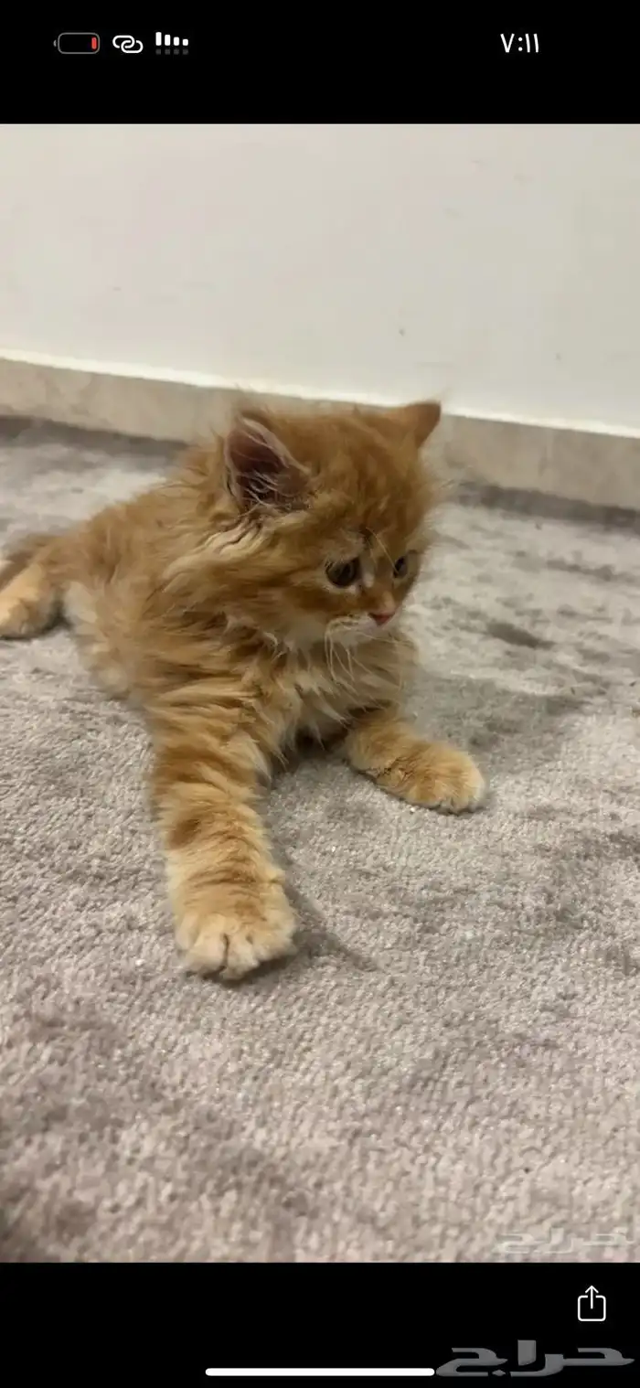 قط شيرازي 1