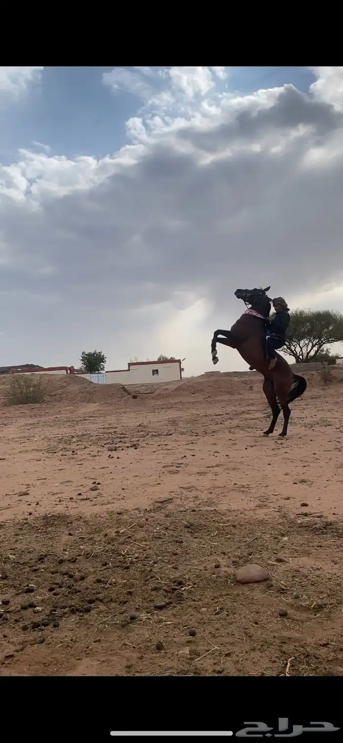 حصان شعبي كفوو 4