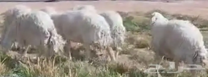 شياة حري حيل سمان وجبرات ل المناسبات والزواجات 8
