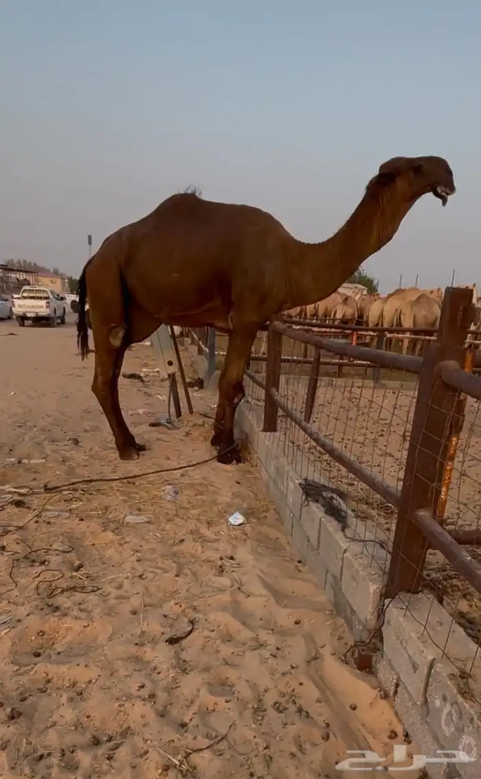 فحل كفو بكستاني منتج وصور انتاجه موجوده 0
