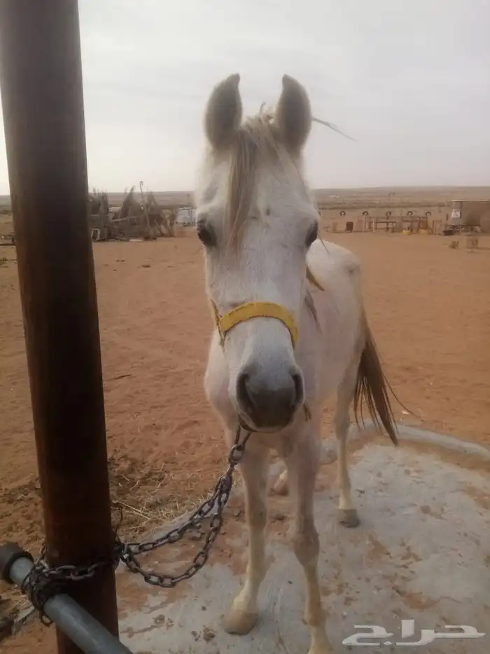 تاجير خيل بالساعة 0