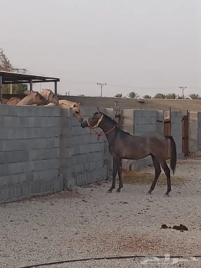 مهر واهو يحق للمشتري التسمية 0