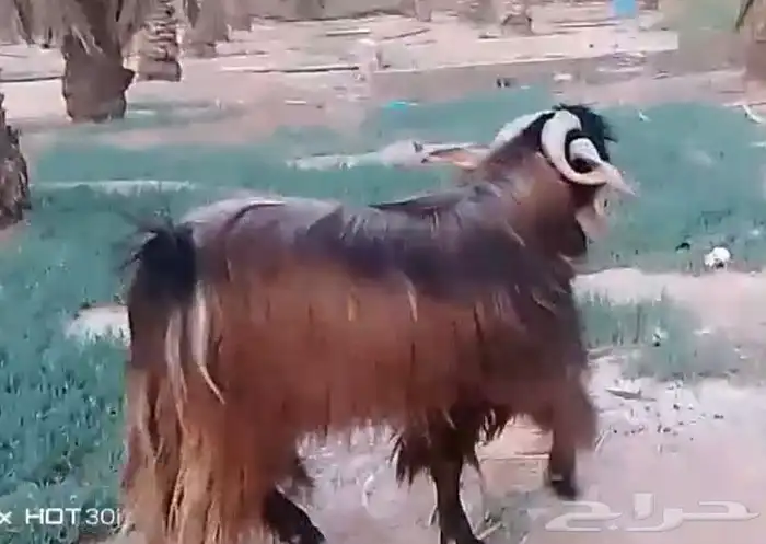 تم البيع   تيس خصم ناهي 1