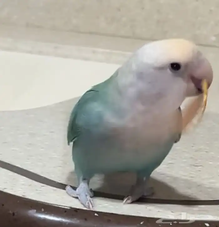 انثى روز 1