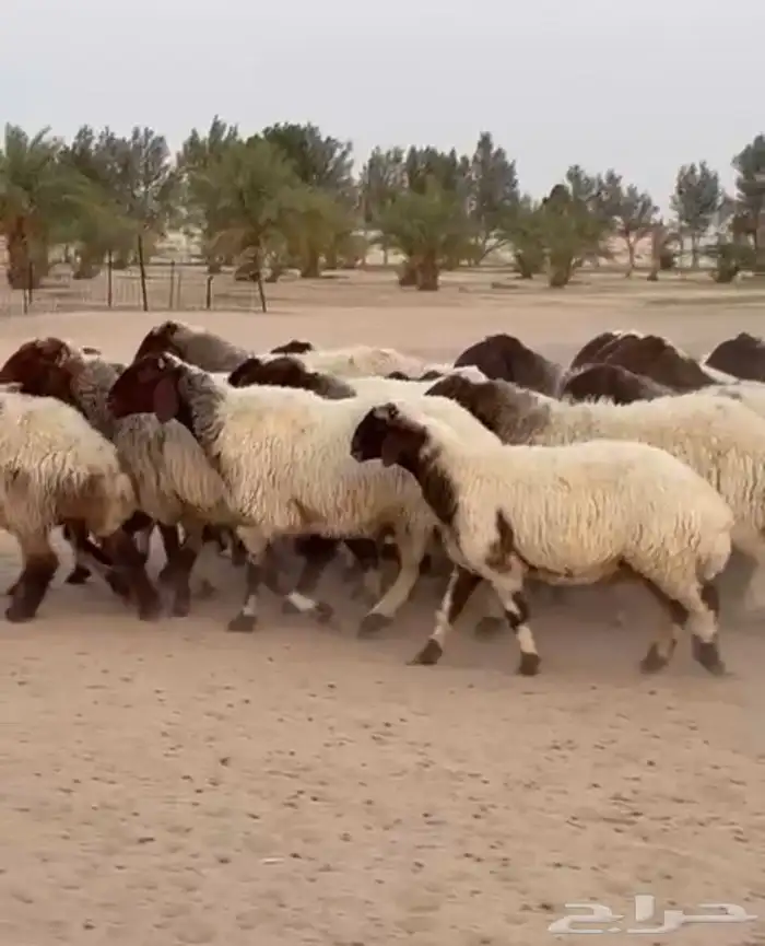 غنم نعيم صنف للبيع 7