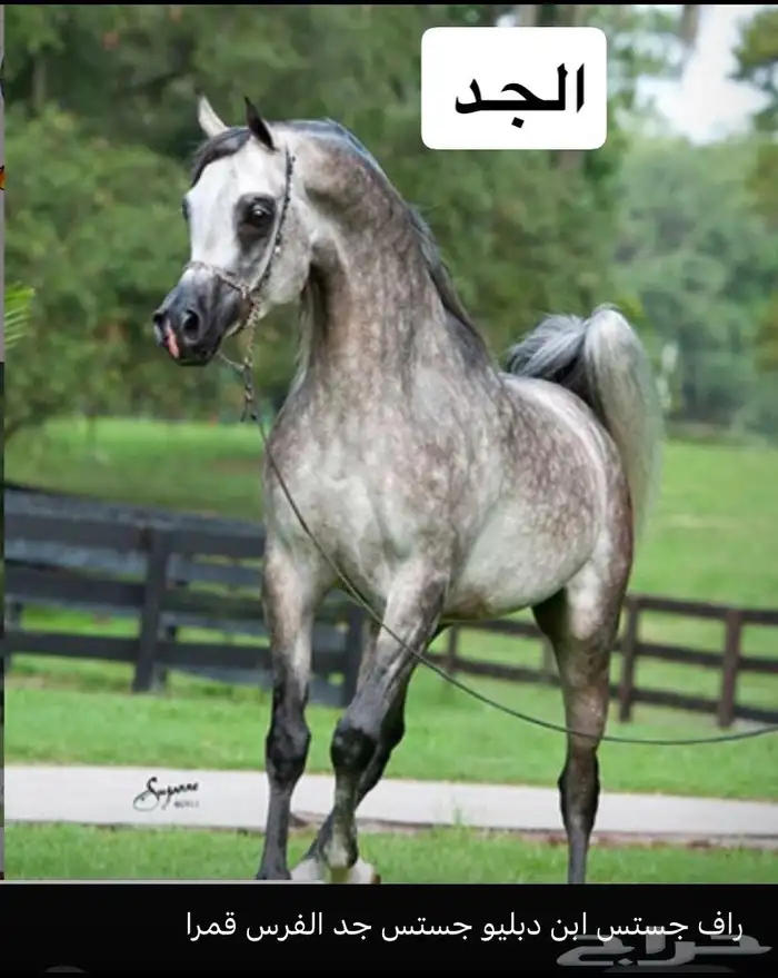 مهرة عمرها سنتين ونص حفيدة رف جستس 1
