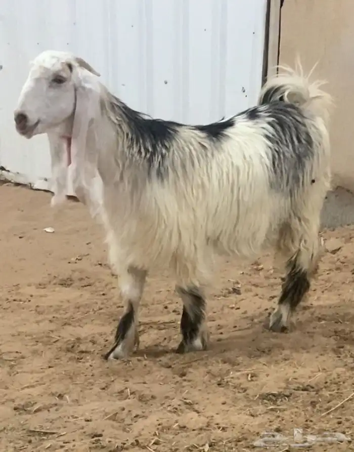 جذعه عارضيه خصم 0