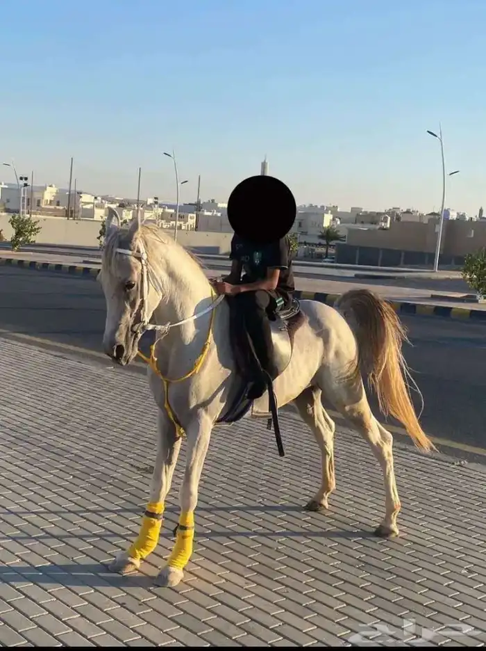 حصان واهو للبيع 1
