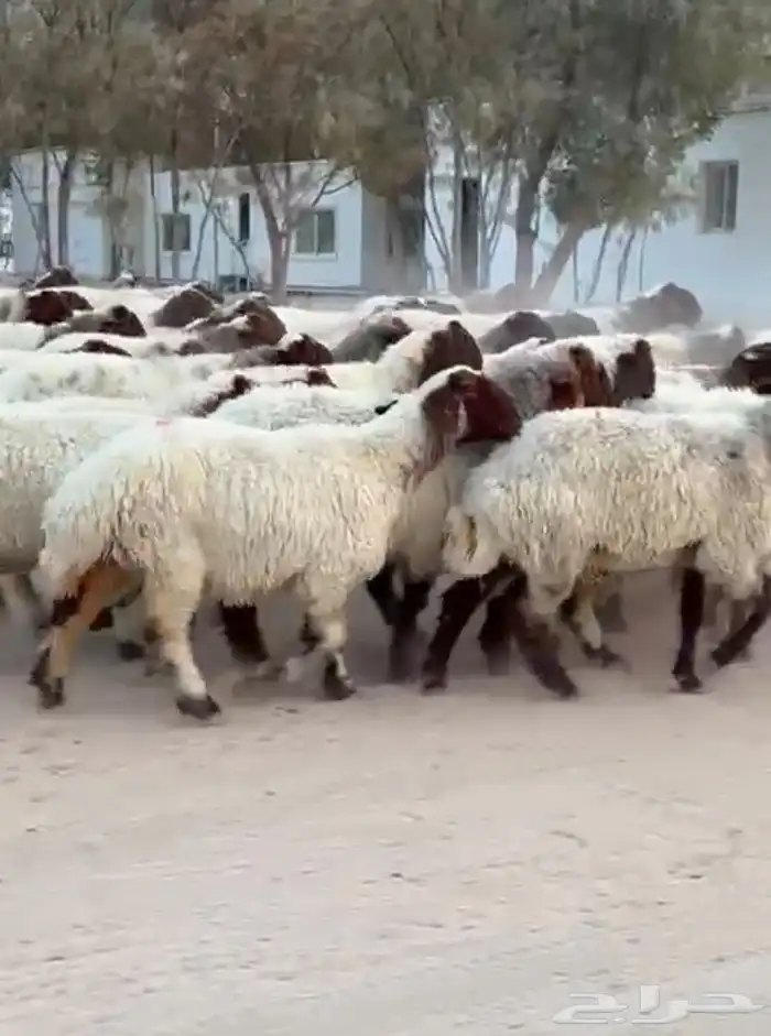غنم نعيم صنف للبيع 3