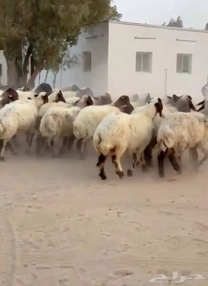 غنم نعيم صنف للبيع 4