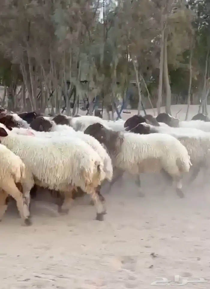 غنم نعيم صنف للبيع 10