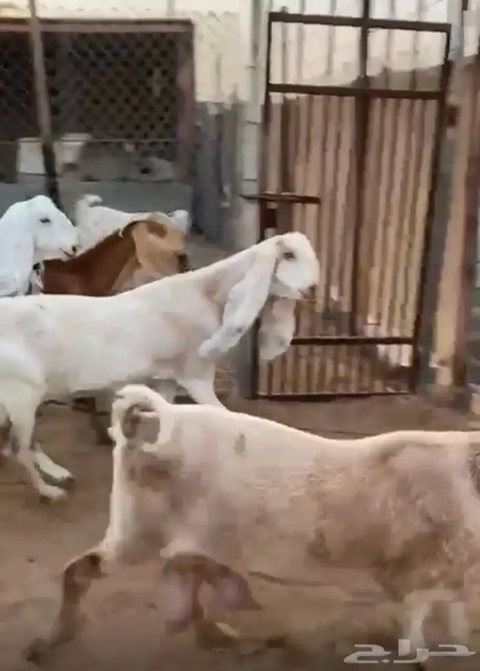 ماعز طيبه للبيع 1