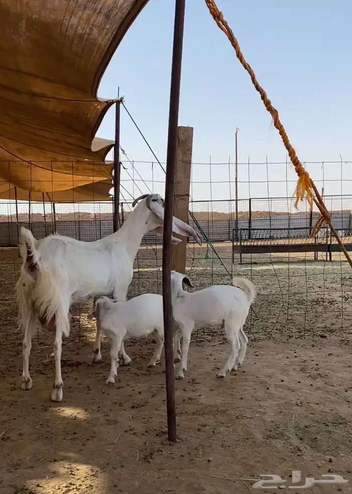 عنز متبع بتيوس ششحم 3