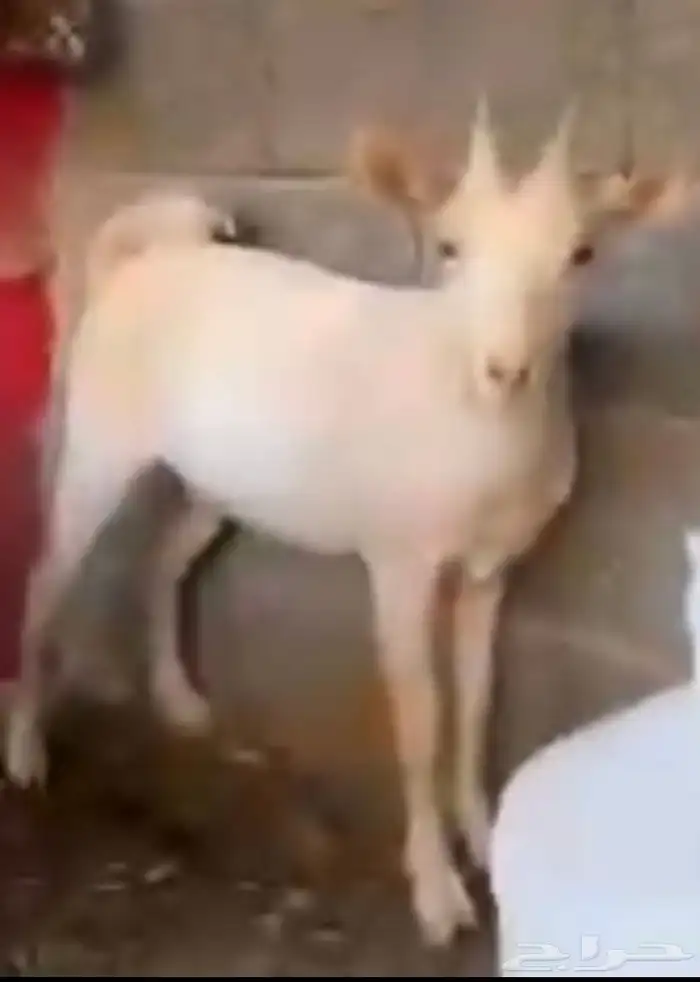 للبيع جوز ماعز قزمي 1