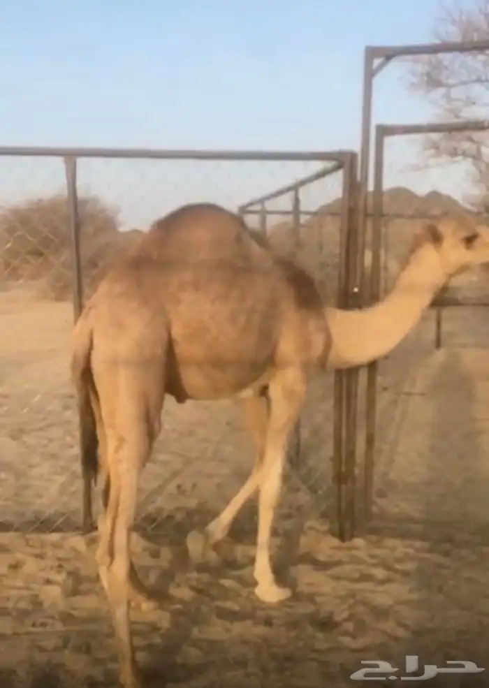 قعدان للبيع الثنين عليها 9500 والي لحاله عليه 5700 1