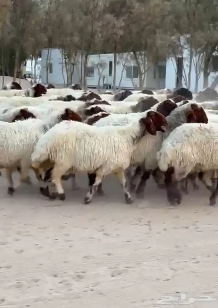غنم نعيم صنف للبيع 5