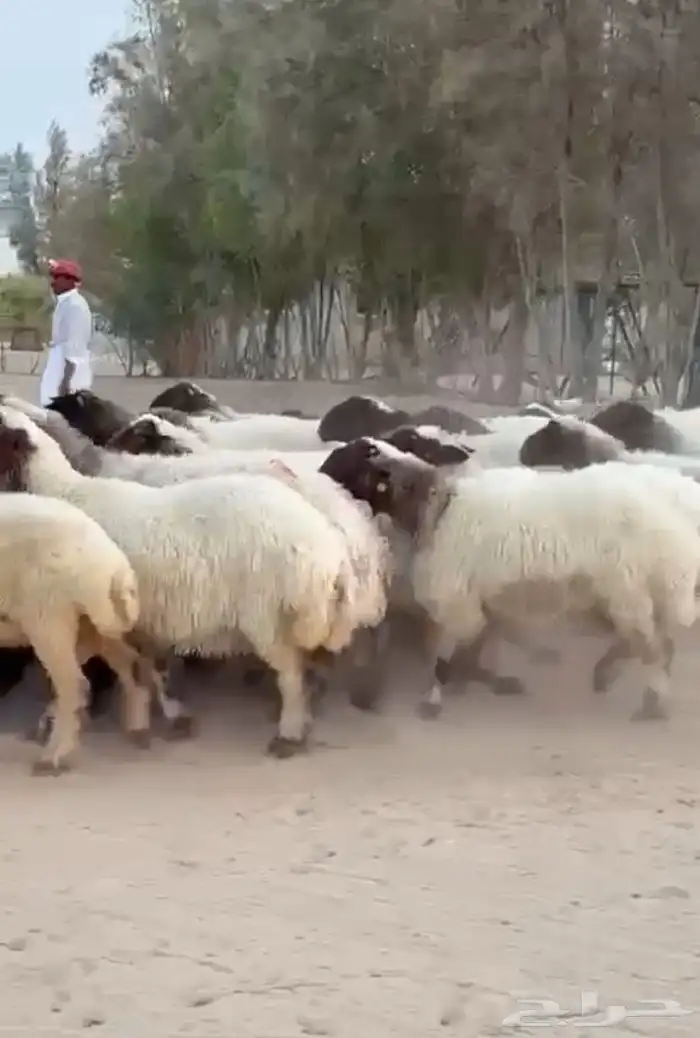 غنم نعيم صنف للبيع 11