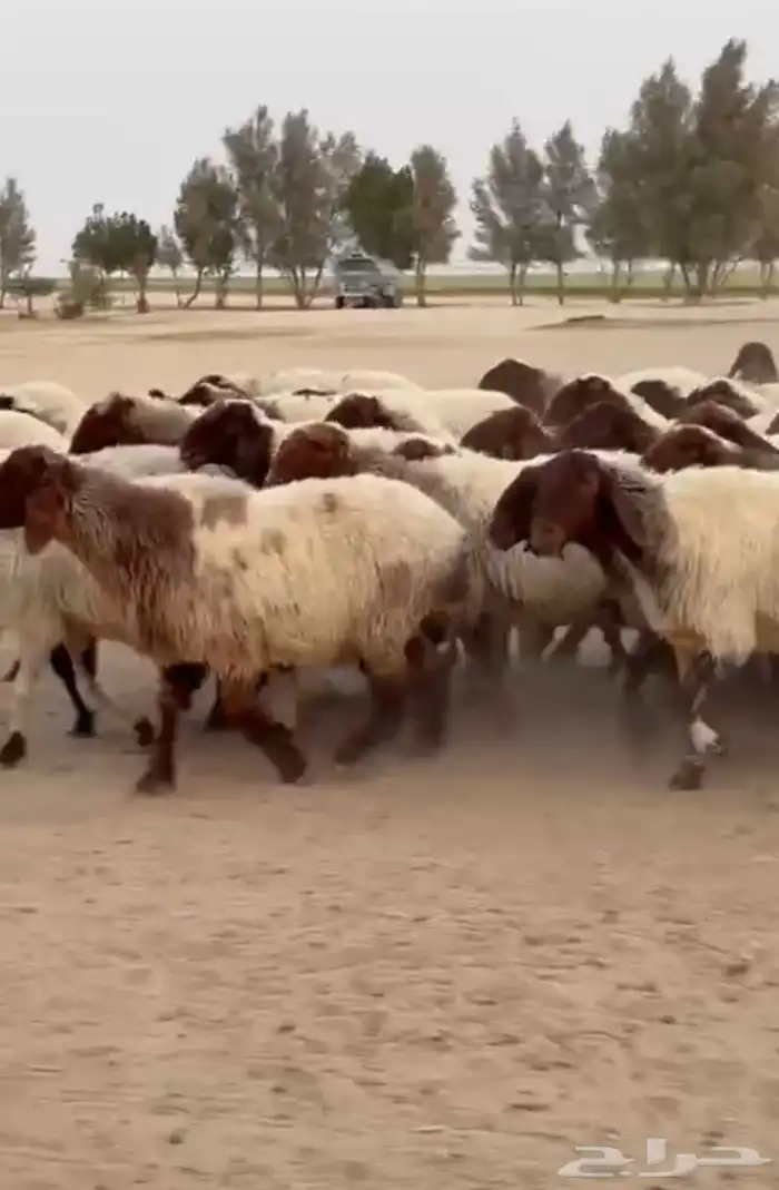 غنم نعيم صنف للبيع 2