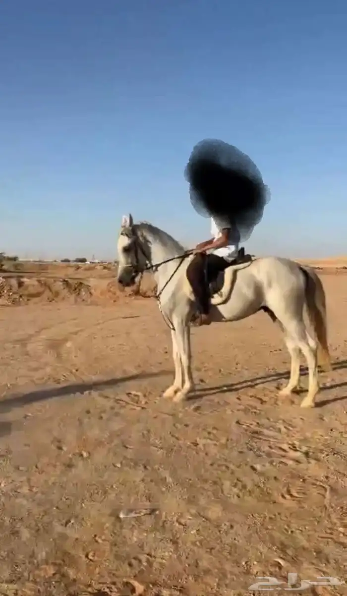 حصان واهو للبيع 0