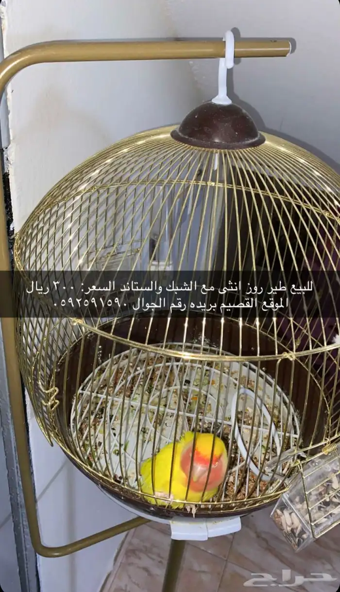 طير روز انثى 0