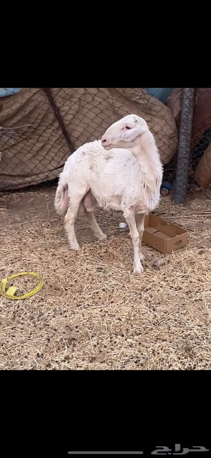 فحل غنام حري 0