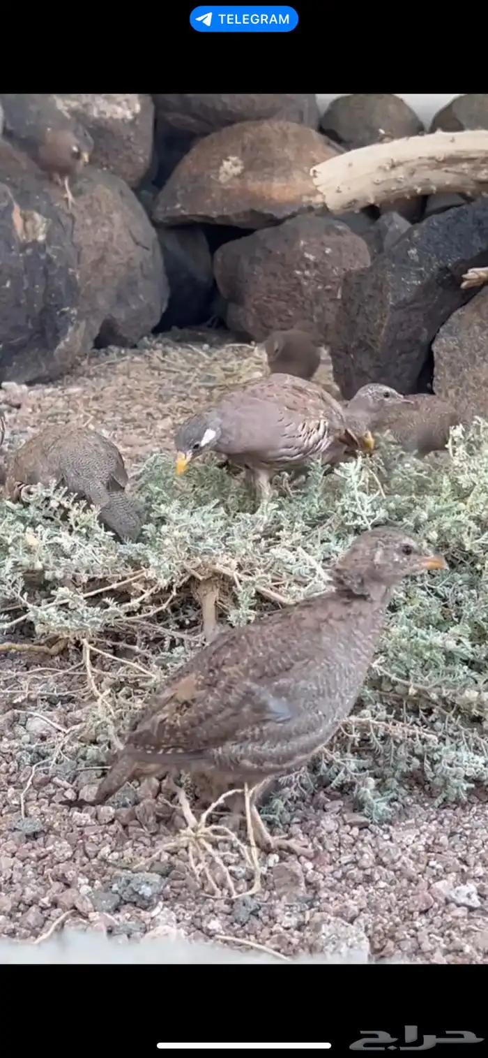 درج طيور قهاباء 2