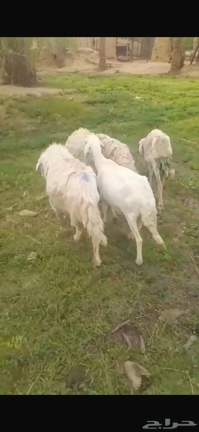 5 شياه حريه للبيع 1