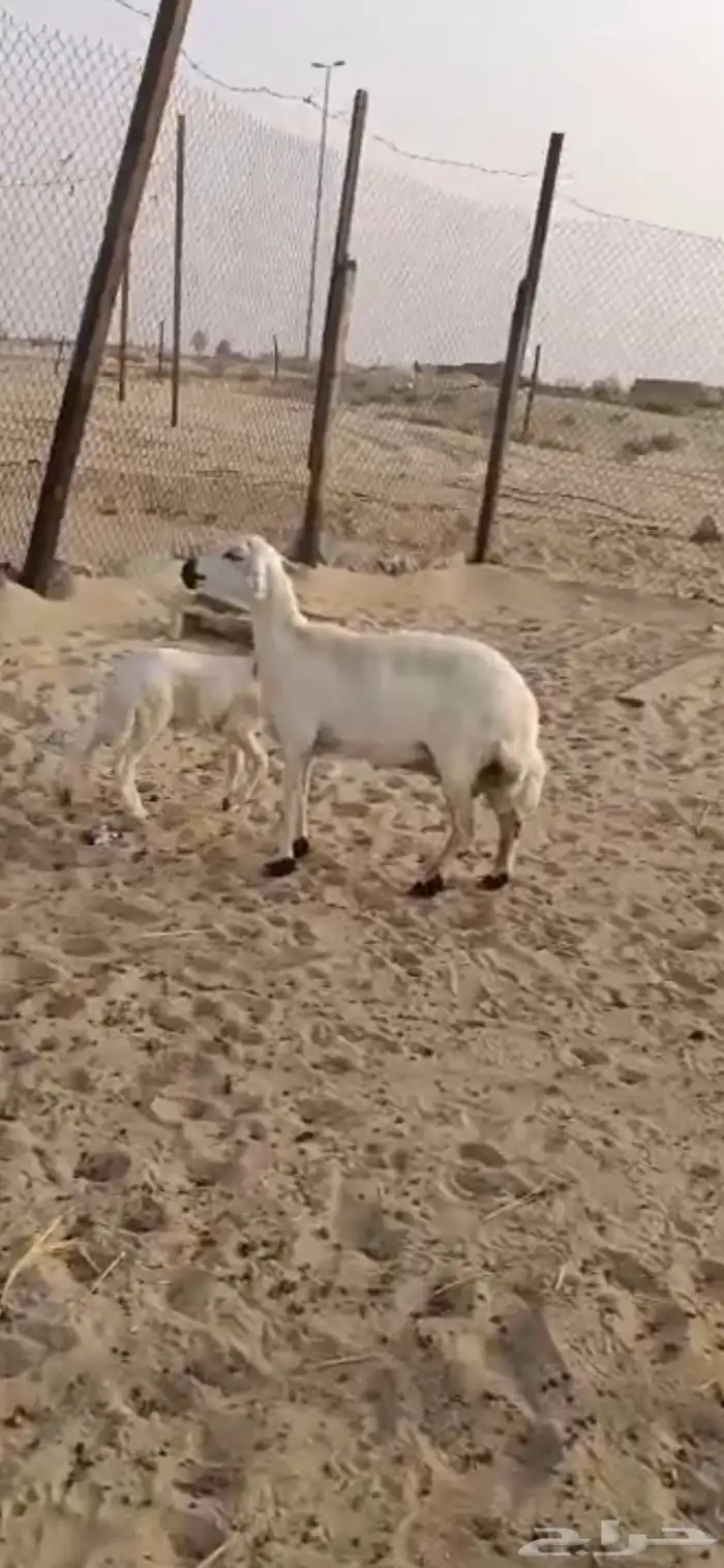 صافه تحتها خروف كل شي سلم سوم 1950 4
