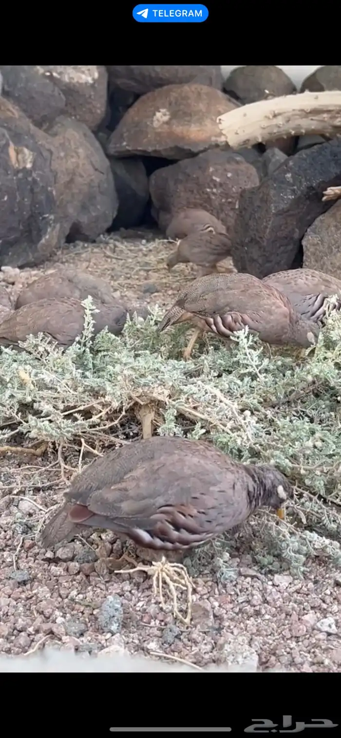 درج طيور قهاباء 0