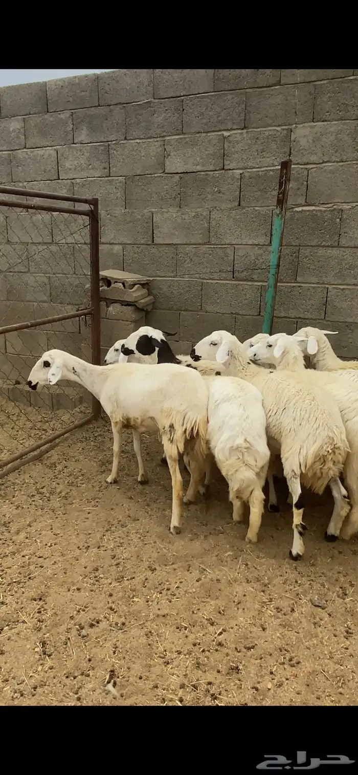 تم البيع 2