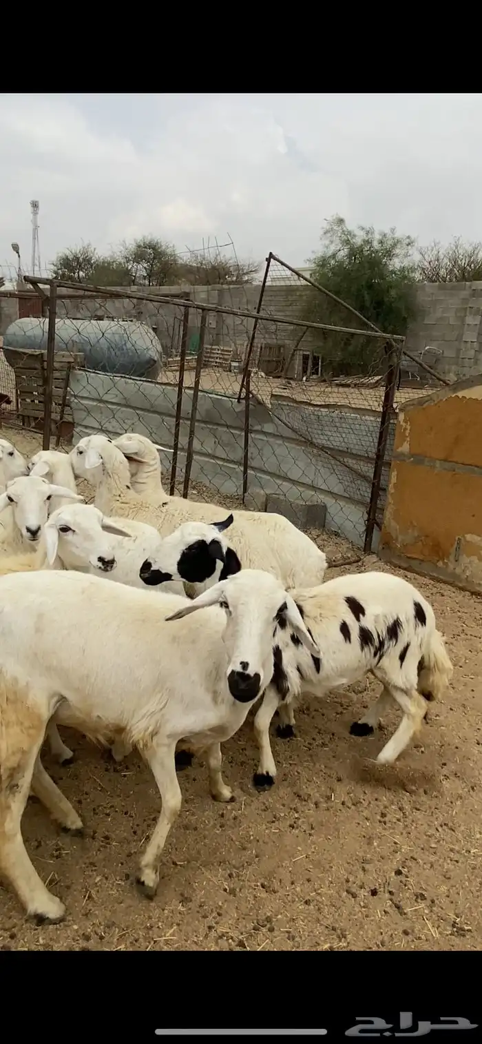 تم البيع 1