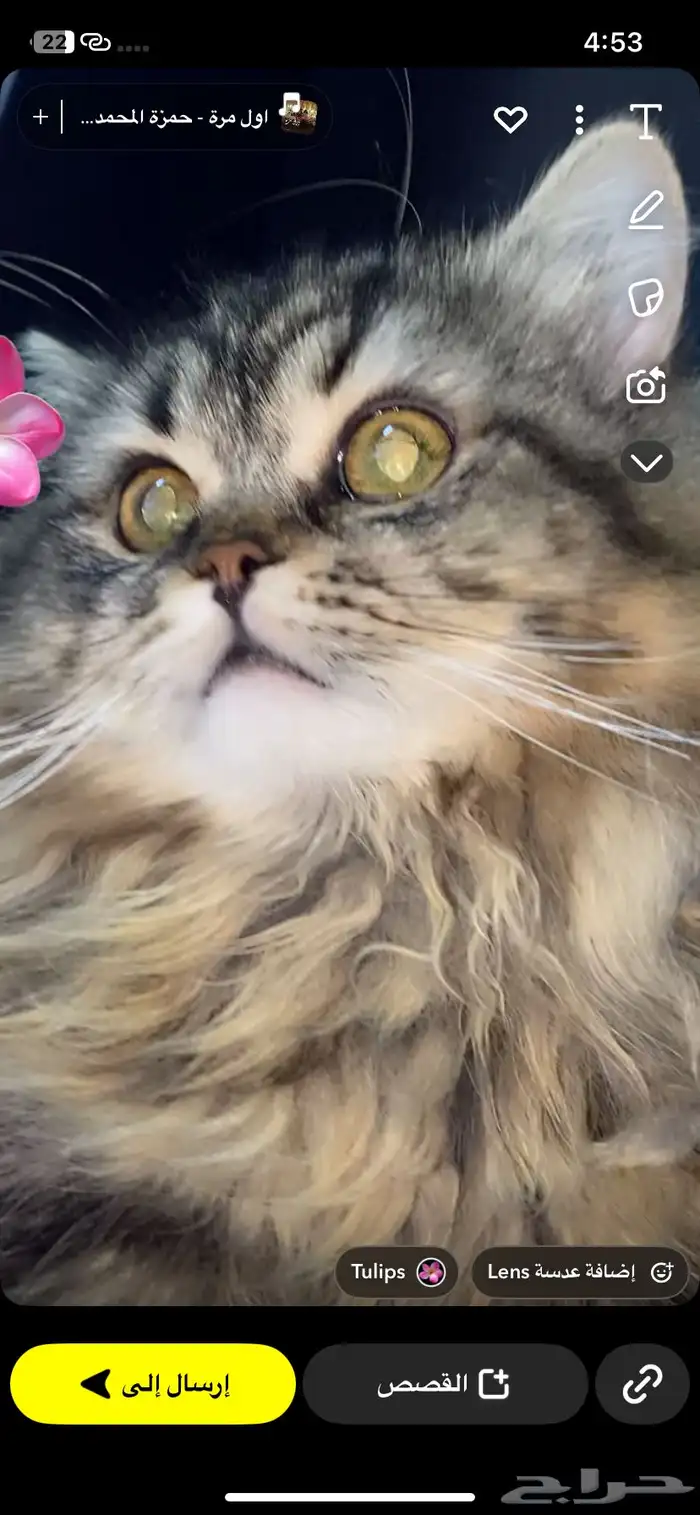 قطط للتبني الموقت 0