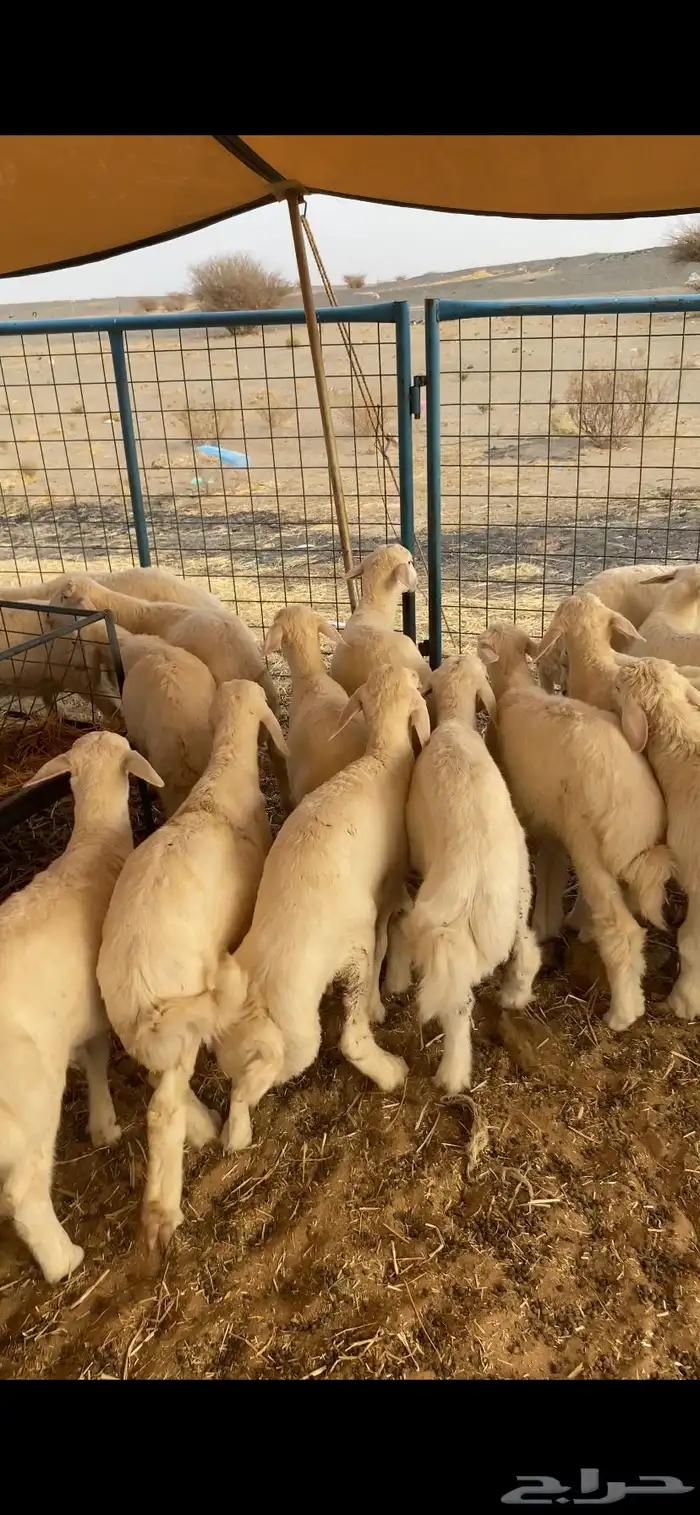 بهم تربيه تم البيع اضغط متابعه يصلك كل جديد 1