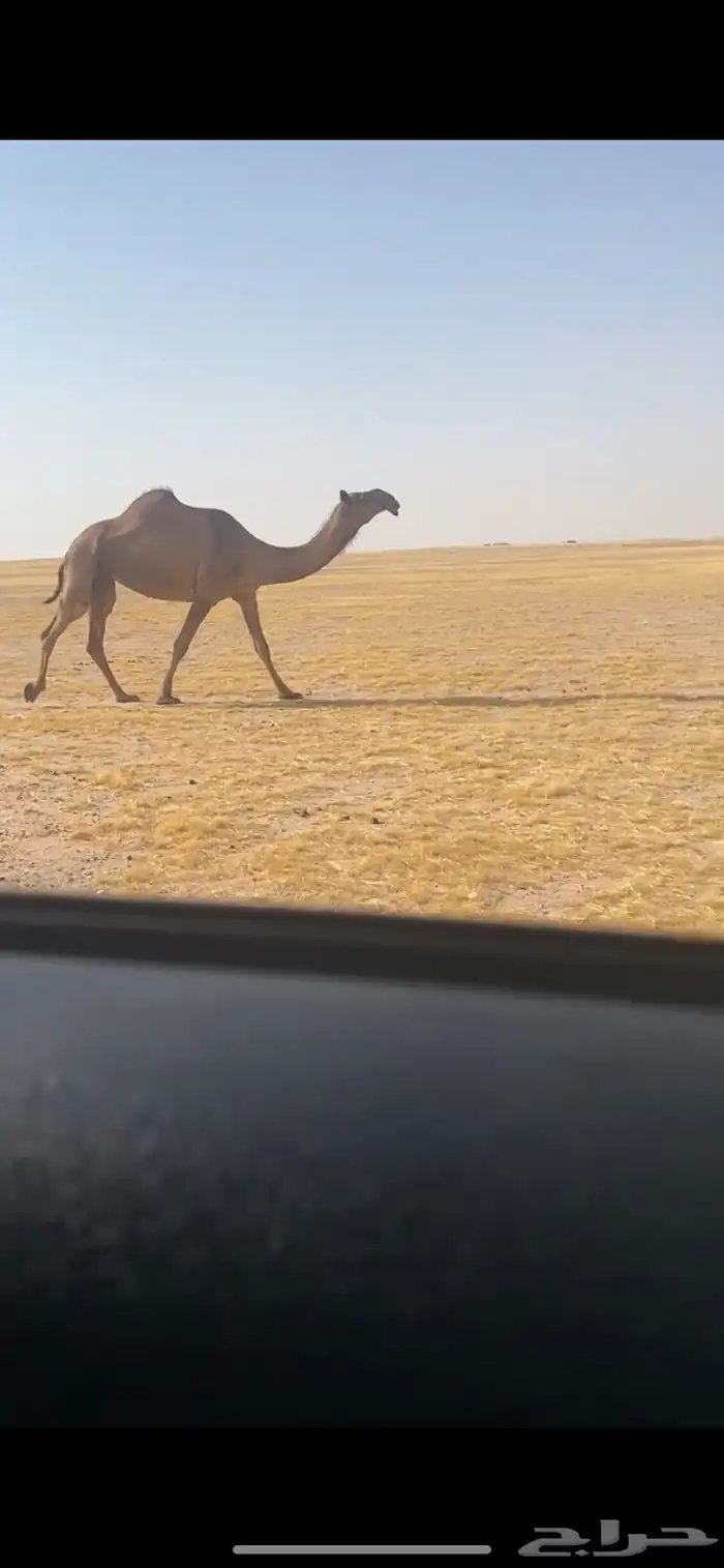عشراء 0