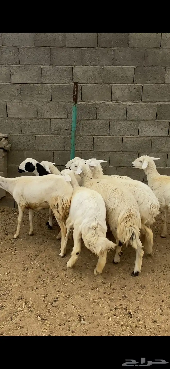 تم البيع 3