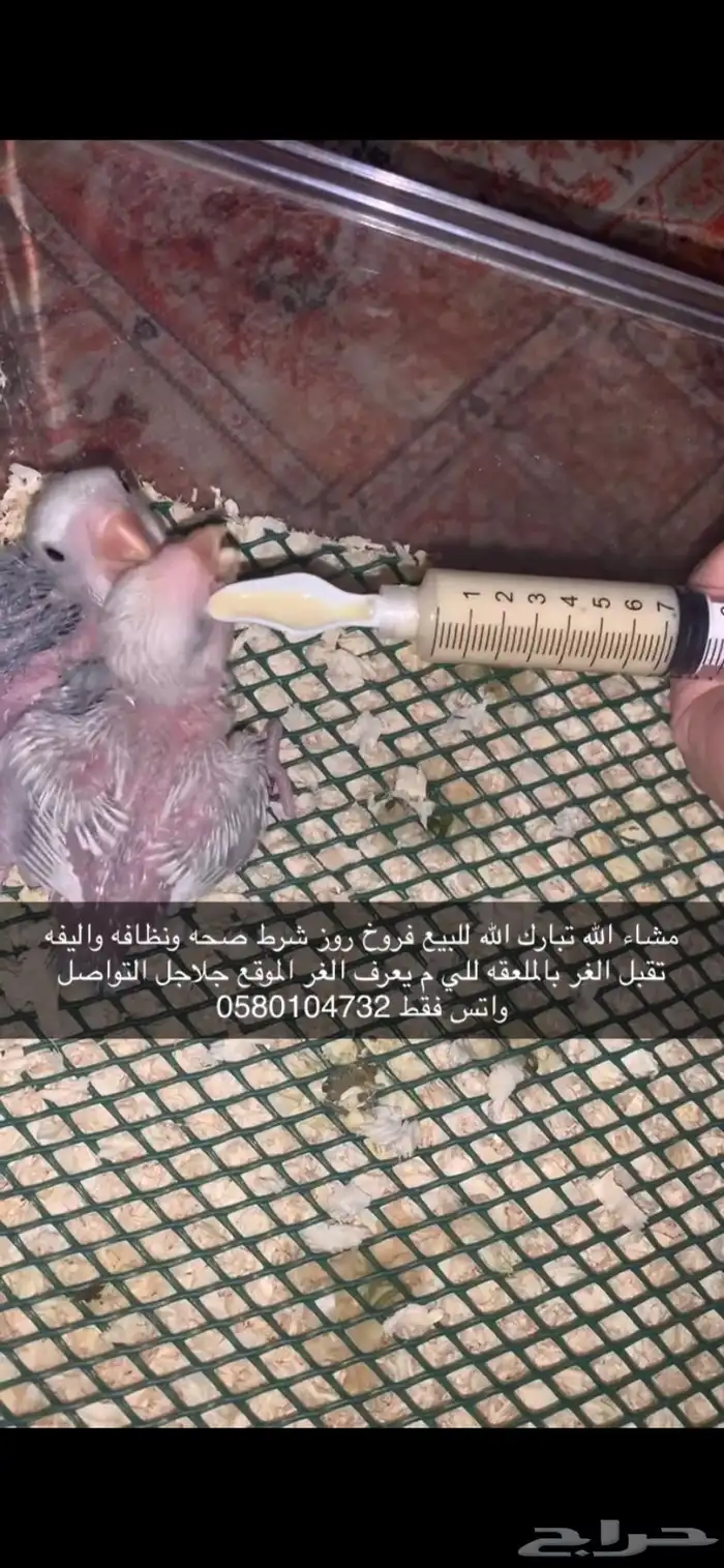 فروخ روز 2