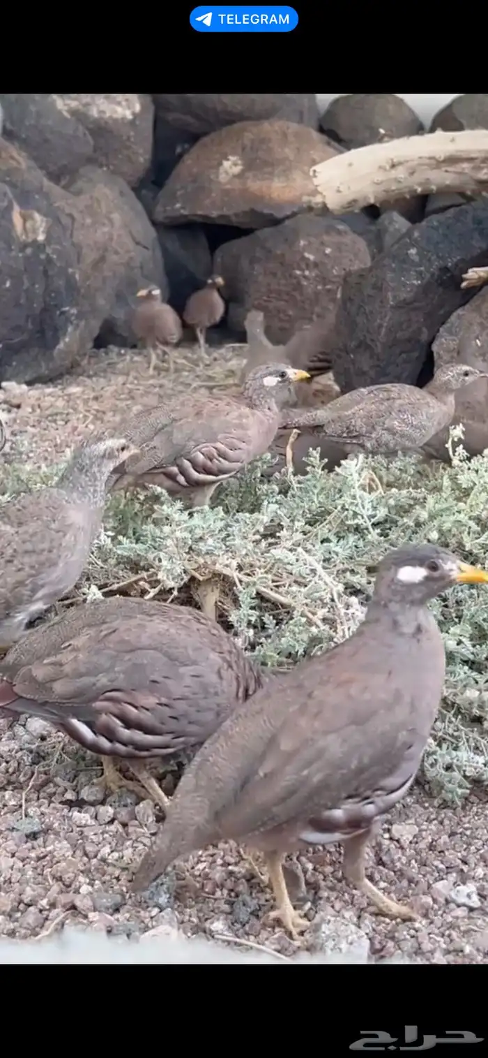 درج طيور قهاباء 1