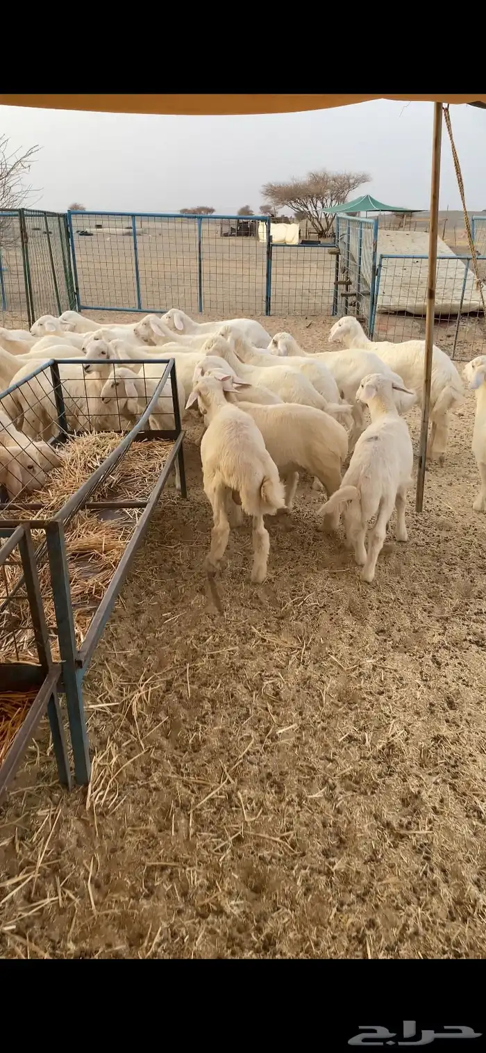 بهم تربيه تم البيع اضغط متابعه يصلك كل جديد 2