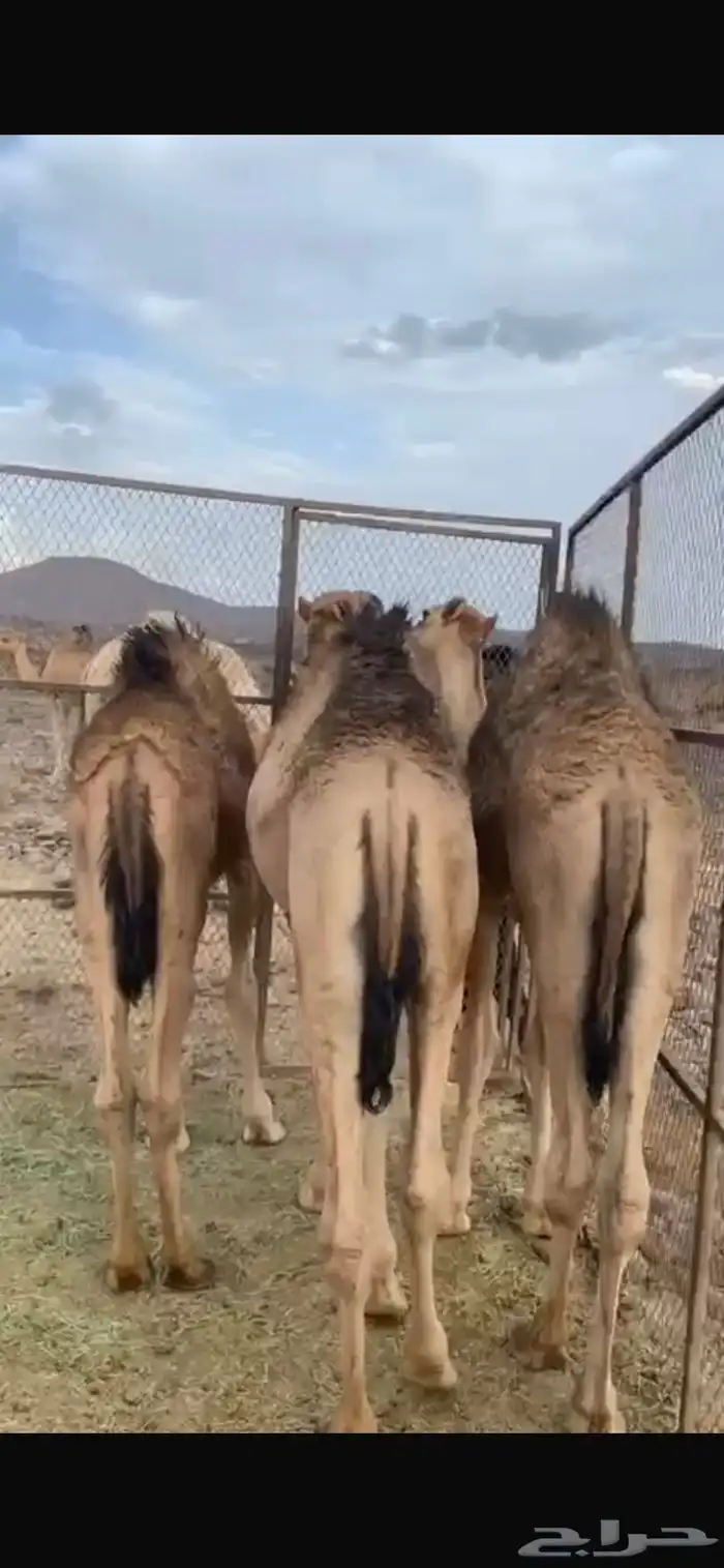 قعدان للبيع 3