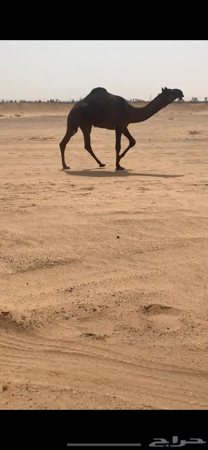 قعود مجهم ولد مسكت القرموط 3